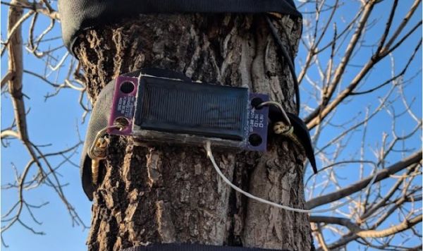 Зачем ученые из Колорадо надевают на деревья акселерометры