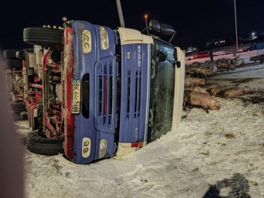 На Тернопольщине перевернулась фура с сотнями свиней: есть погибшие животные