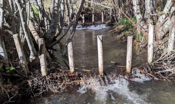 Бобровые плотины оказались идеальным инструментом для контроля за климатом северных регионов