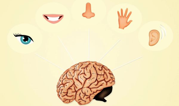 Экспериментальная технология способна заменить утраченное обоняние осязанием