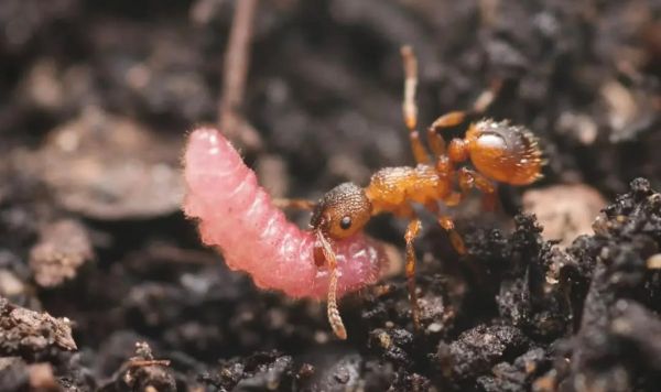 Гусеницы-мирмекофилы научились заставлять муравьев считать себя их королевами