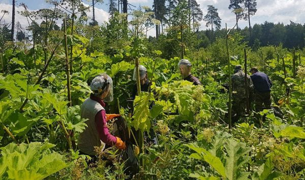 &laquo;Яндекс&raquo; запустил ИИ-сервис, обнаруживающий борщевик по спутниковым снимкам