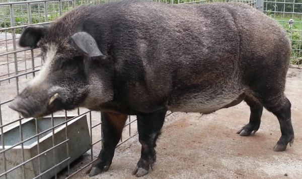 Одичавшие свиньи с заброшенных ферм Фукусимы переписывают представления ученых о генетике