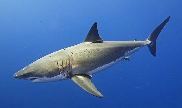 Средиземное море стало новым домом для больших белых акул