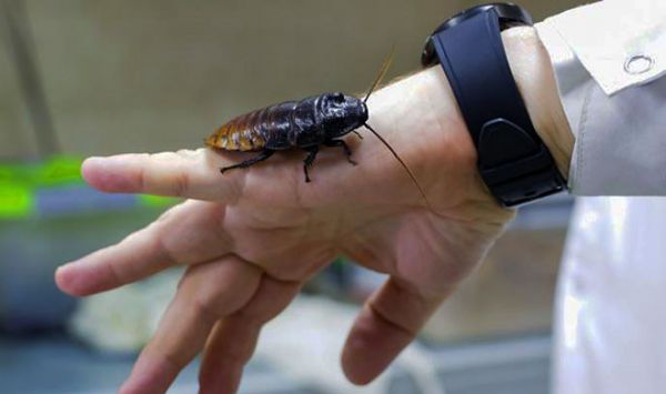 Тараканы помогут в обеспечении жизнедеятельности орбитальных станций