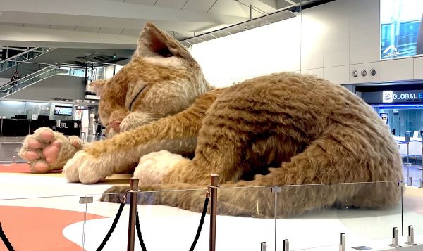 В аэропорту Гонконга поселилась гигантская пушистая кошка