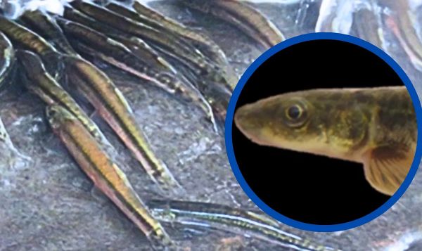 Крошечные африканские рыбки умеют взбираться по водопаду высотой до 15 метров
